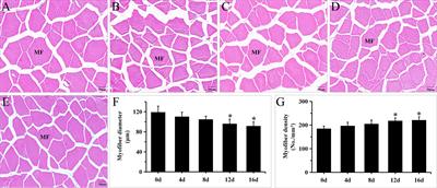 Dynamic effects of short-term exercise on muscle texture and gut flora in the hybrid (Megalobrama amblycephala♀ × Ancherythroculter nigrocauda♂)